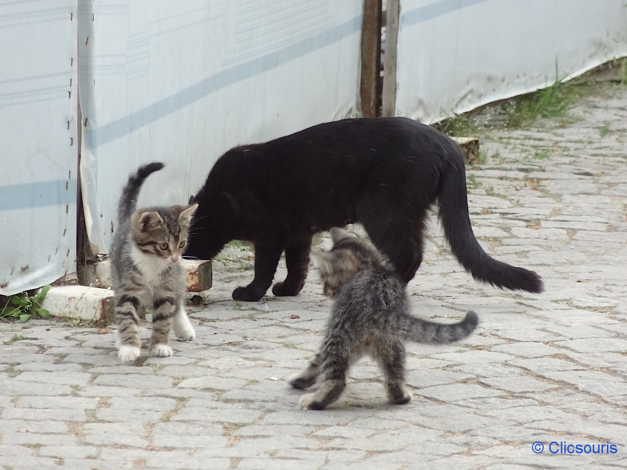 Istanbul chat