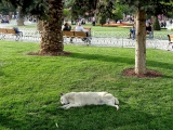 Istanbul chien