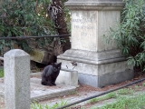 Rome cimetière campo verano