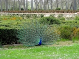 Aranjuez jardin de la isla