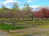 Aranjuez jardin del principe