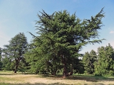 Arboretum de Chèvreloup