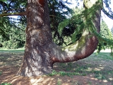 Arboretum de Chèvreloup