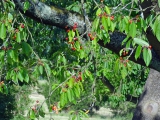 Arboretum de Chèvreloup