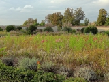 Château Champs-sur-Marne jardin fleurs