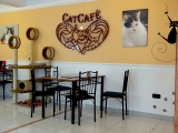 Cat café