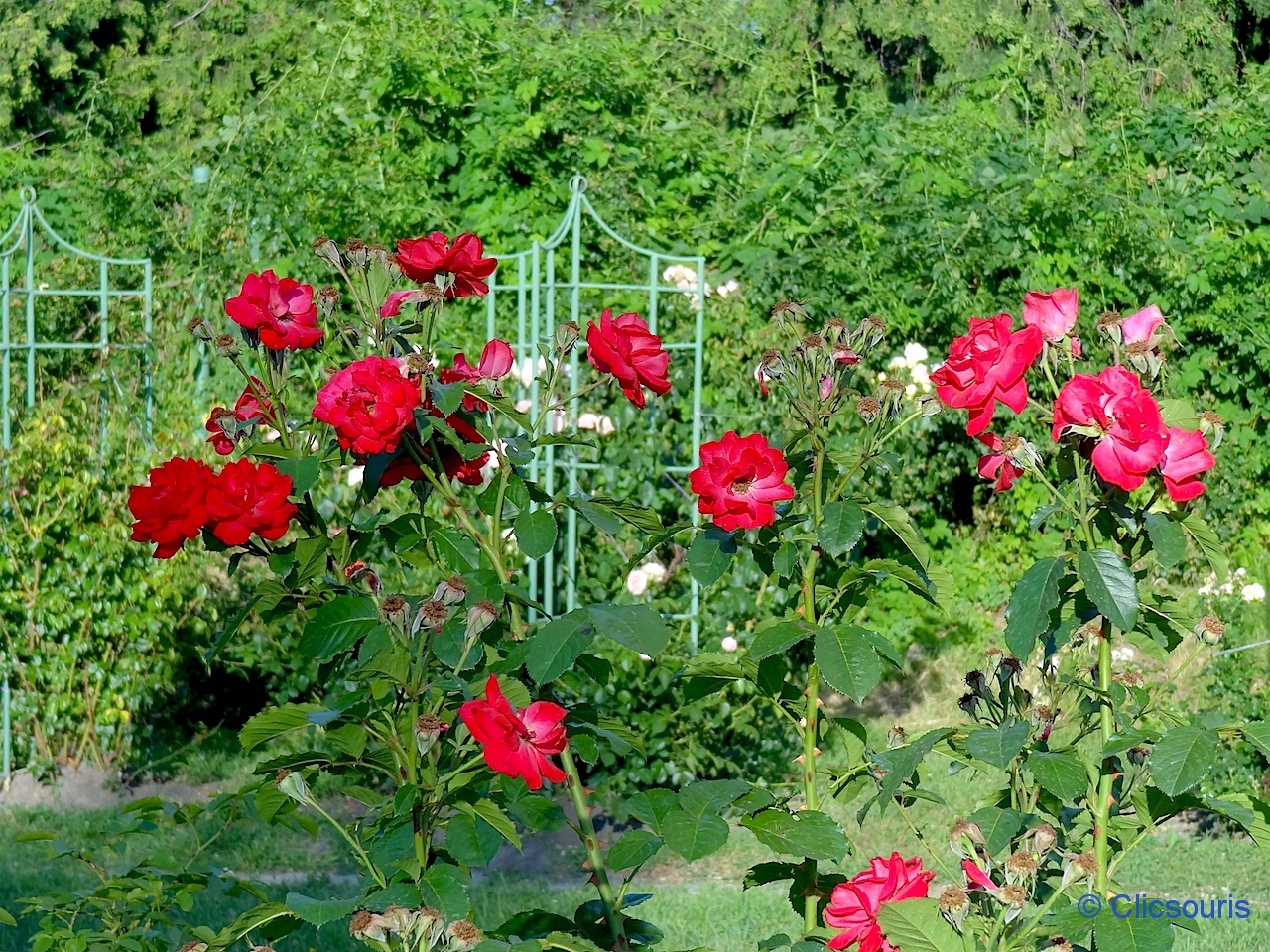Kiev jardin botanique roseraie
