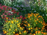Kiev jardin botanique