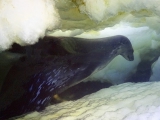 Lyon Confluences expo Antarctica