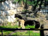 Lyon parc de la tête d'or zoo