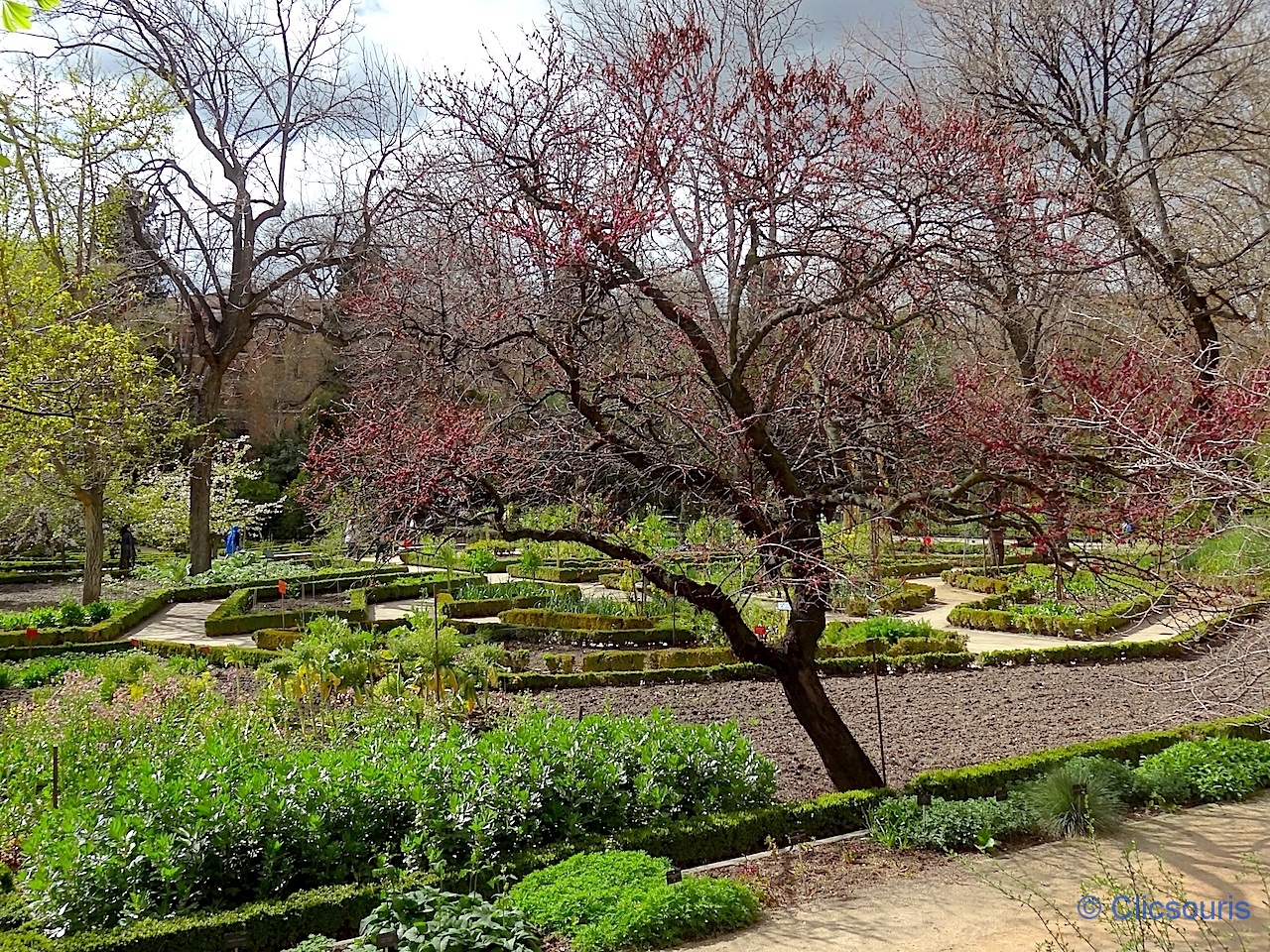 Madrid jardin botanique Archives La souris globetrotteuse