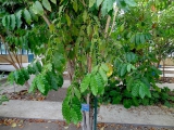 Palerme jardin botanique arbre à café