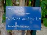 Palerme jardin botanique arbre à café