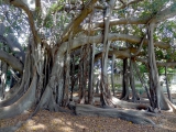 Palerme jardin botanique ficus