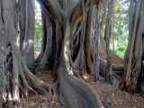 Palerme jardin botanique ficus