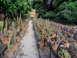 Palerme jardin botanique