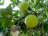 Palerme jardin botanique