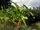 Palerme jardin botanique