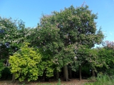 Palerme jardin botanique