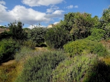 Palerme jardin botanique