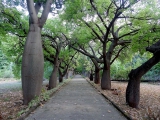 Palerme jardin botanique
