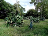Palerme jardin botanique
