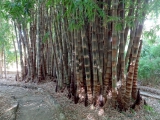 Palerme jardin botanique