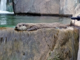 Parc zoologique de Paris