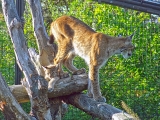 Parc zoologique de Paris