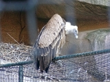 Parc zoologique de Paris