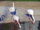 Parc zoologique de Paris