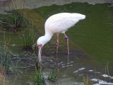 Parc zoologique de Paris