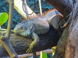 Parc zoologique de Paris