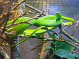 Parc zoologique de Paris