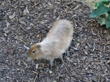 Parc zoologique de Paris