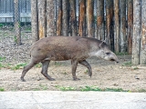 Parc zoologique de Paris