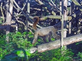 Parc zoologique de Paris