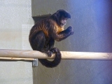 Parc zoologique de Paris