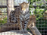 Parc zoologique de Paris