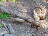 Parc zoologique de Paris