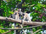 Parc zoologique de Paris