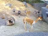 Parc zoologique de Paris