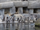 Parc zoologique de Paris