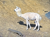 Parc zoologique de Paris