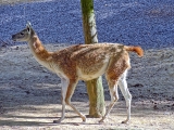 Parc zoologique de Paris