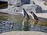 Parc zoologique de Paris