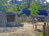 Parc zoologique de Paris