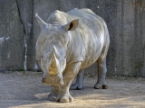 Parc zoologique de Paris