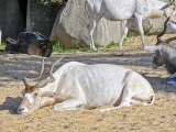 Parc zoologique de Paris