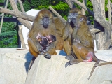 Parc zoologique de Paris